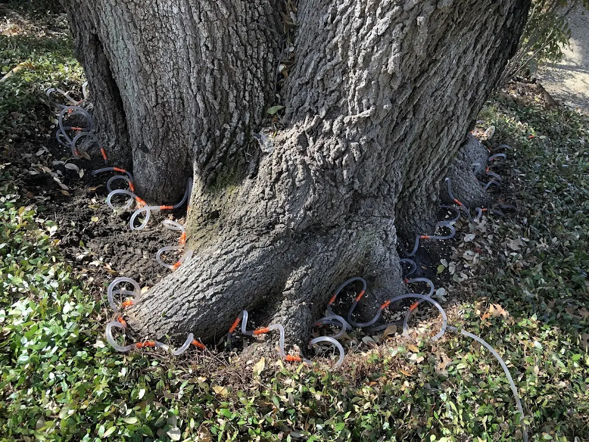 Detailed Tree Cabling and Bracing job site in Newton Falls
