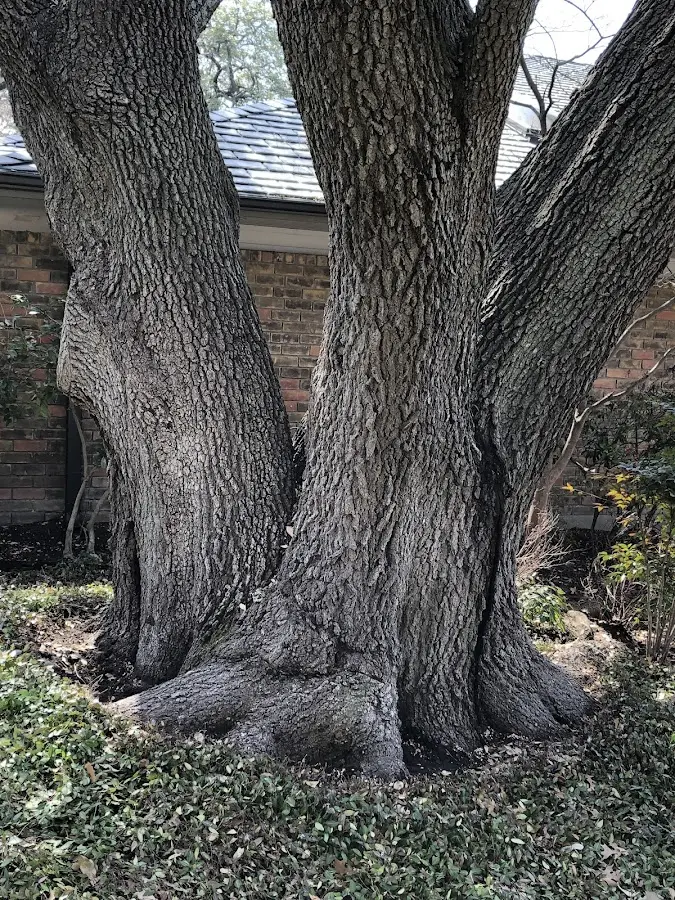 Mature heritage tree close to a Newton Falls property cared for by certified arborists